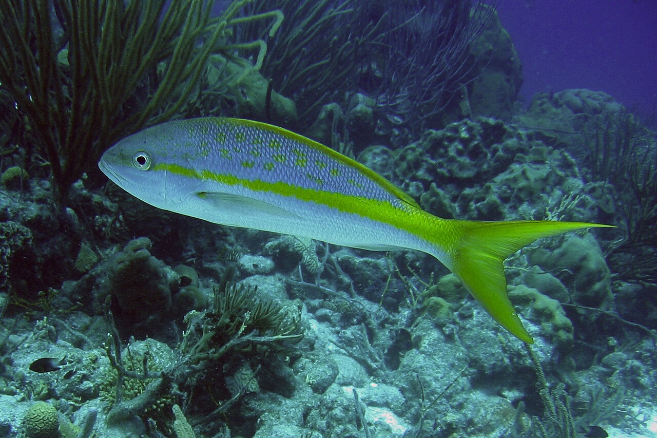 A real yellowtail snapper swimming above a reef